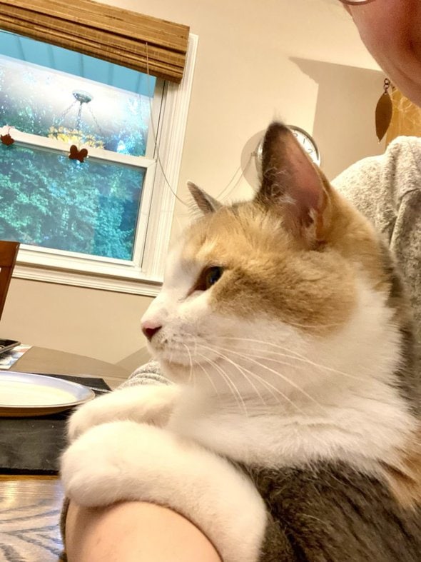 Chiquita in Kristen's lap.