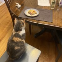 cat looking at a tuna melt.