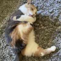 Chiquita on the floor.