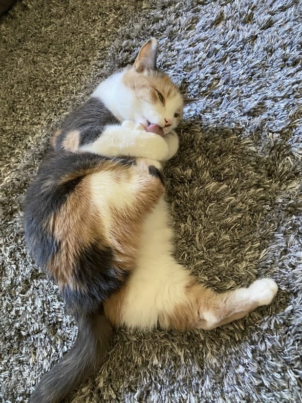 Chiquita on the floor.