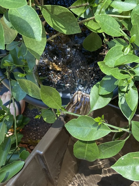 watering a potted plant.