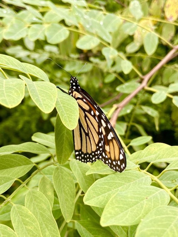 monarch butterfly.