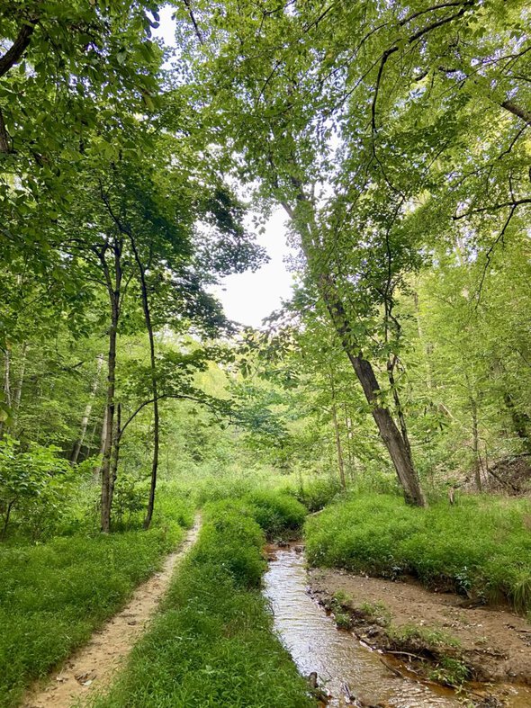 path in the woods.
