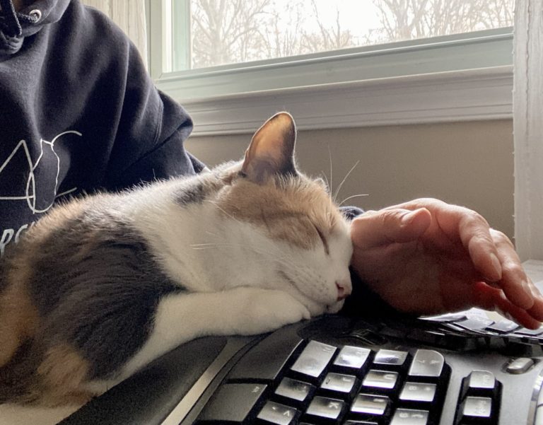 cat sleeping on keyboard.