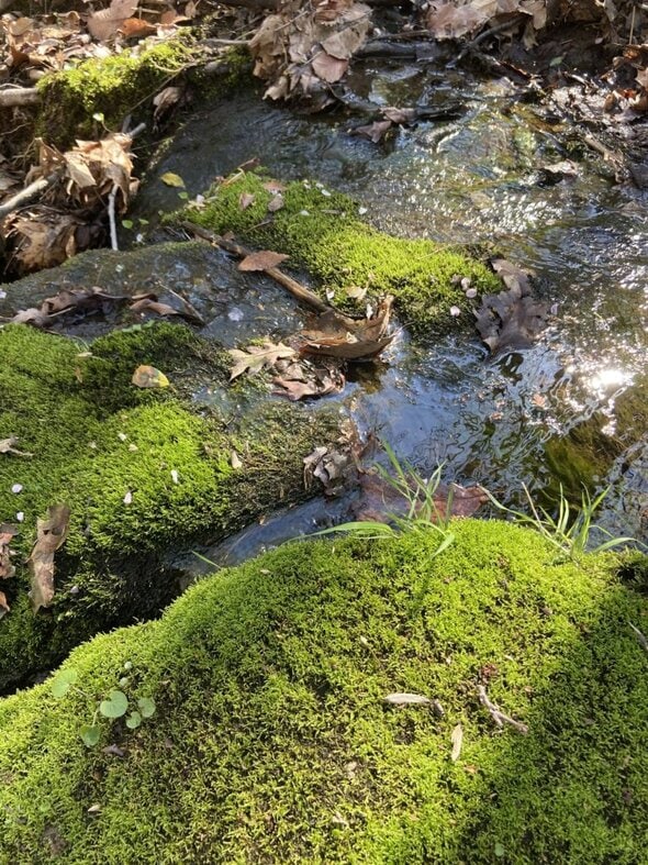mosses by a creek.