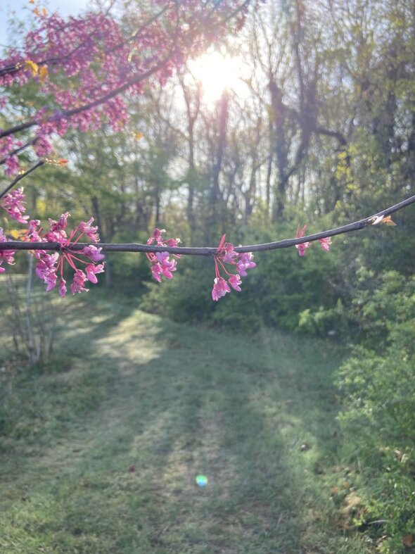 redbud blossoms