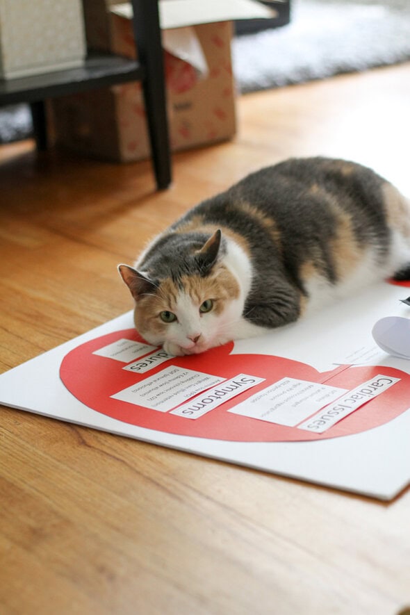 cat lying on posterboard.