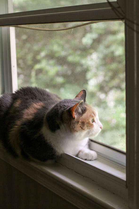 cat looking out window.
