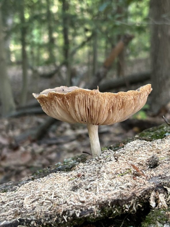 mushroom.