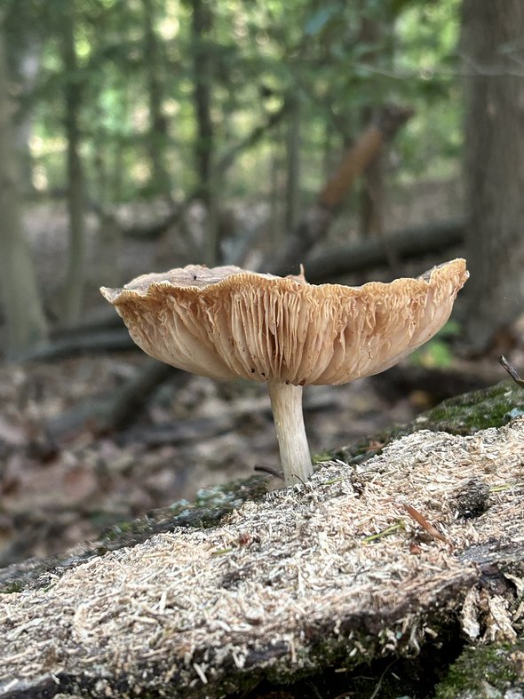 mushroom.