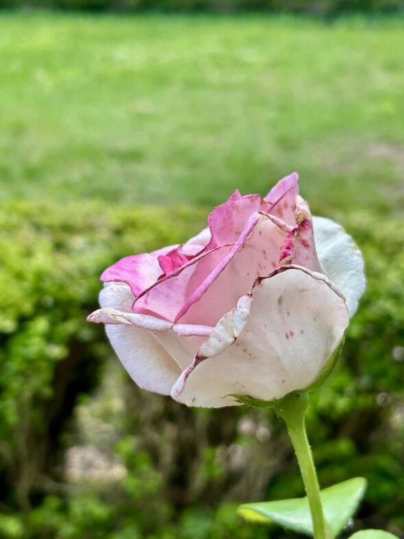 pink rose.