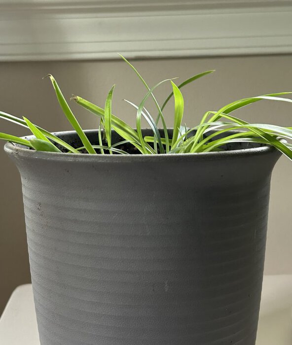 spider plant babies.