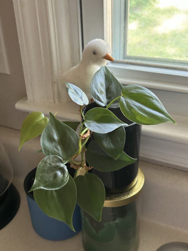plant next to kitchen sink.