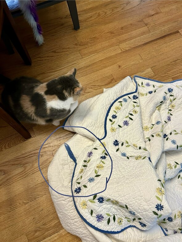 cat and quilt.