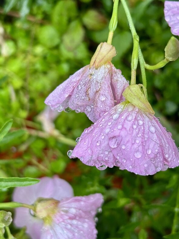 water droplets on flowers.