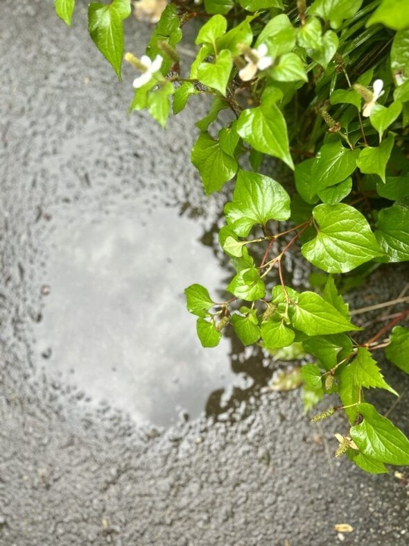 rain puddle.