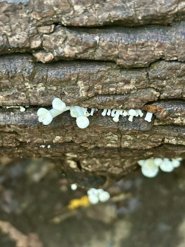 baby mushrooms.