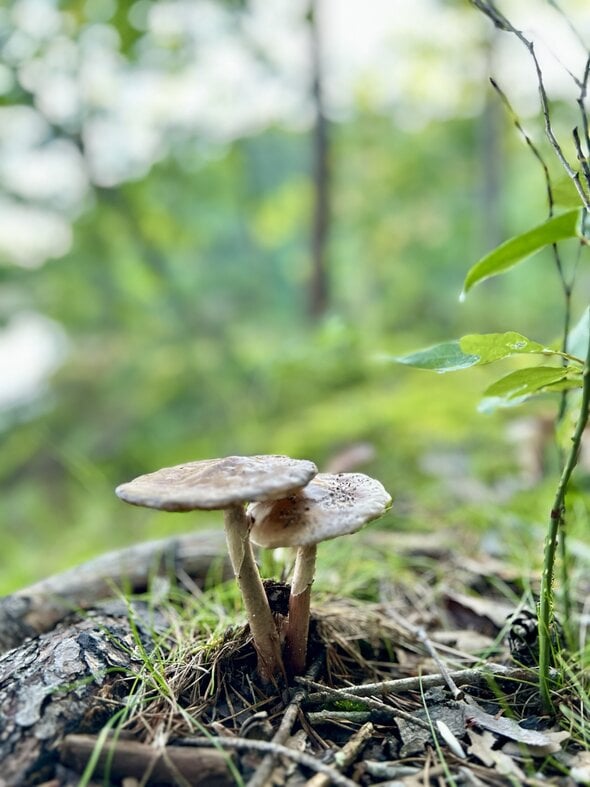 pair of mushrooms.
