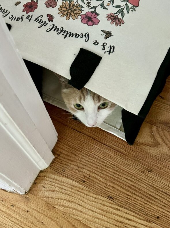 cat in bag.