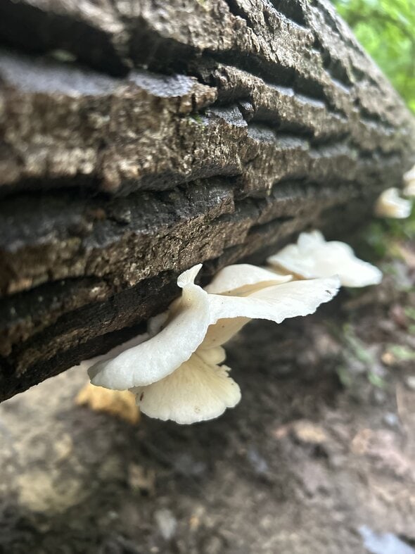 white mushroom.