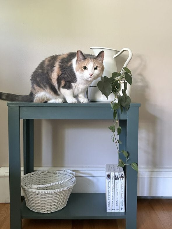 cat sitting on table.