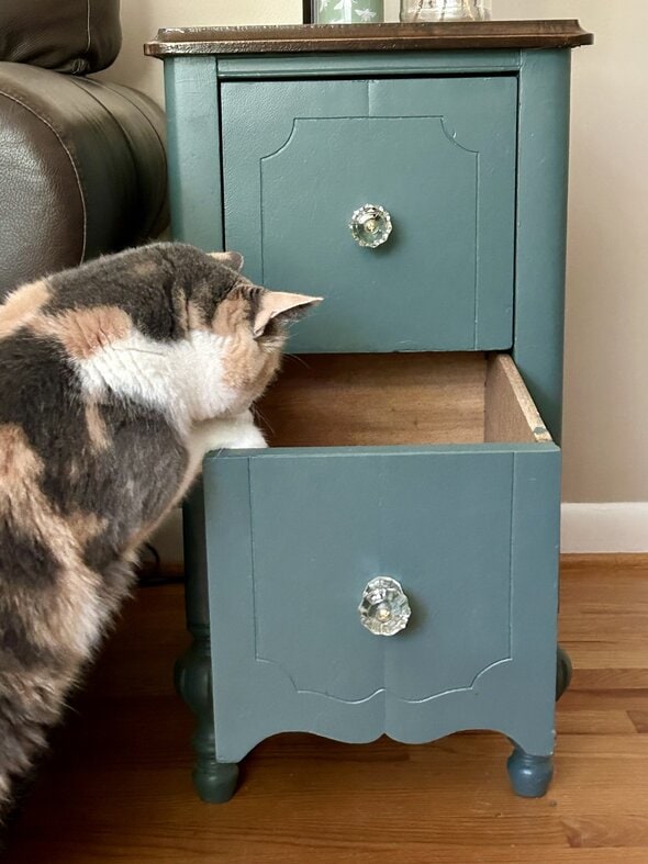 cat looking in drawer.