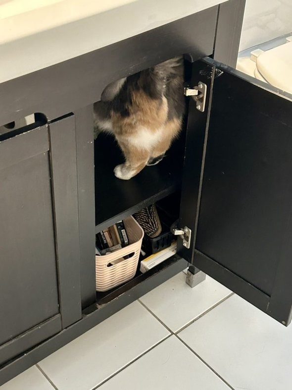 fuzzy cat butt in cabinet.