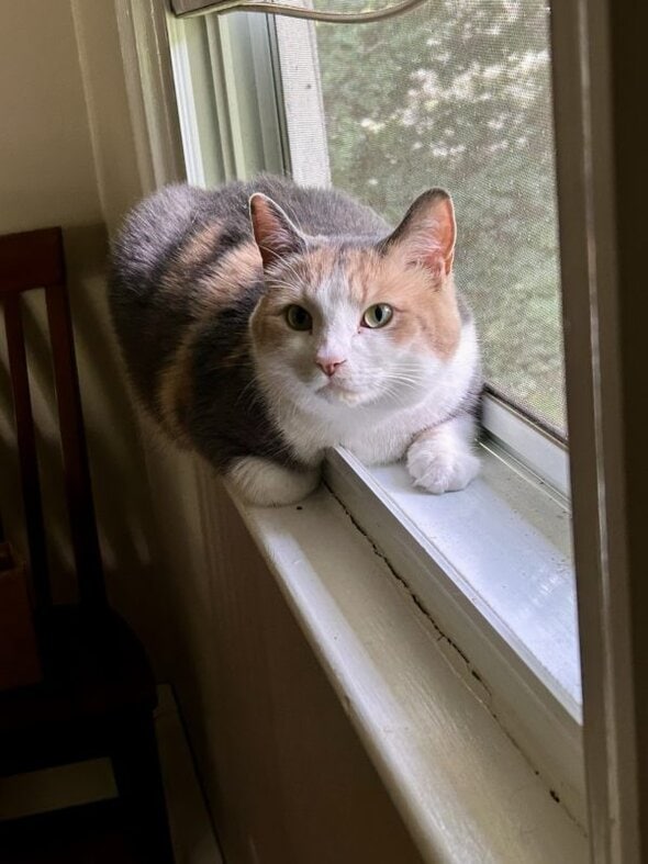 chiquita sitting in a window.