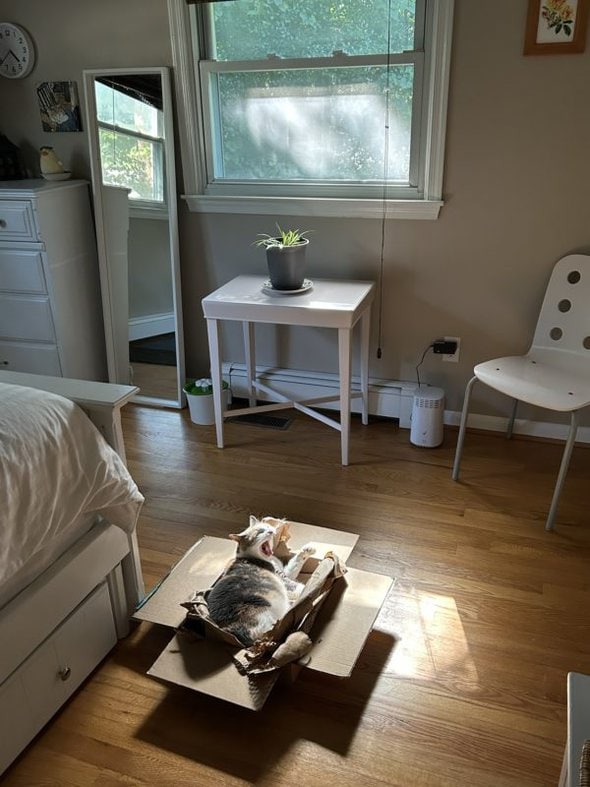 cat in cardboard box.