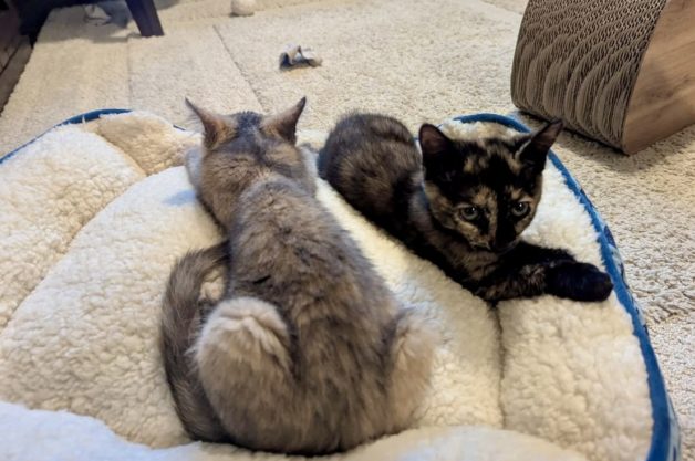kittens on cat bed.