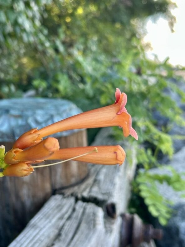 flowers by river shore.