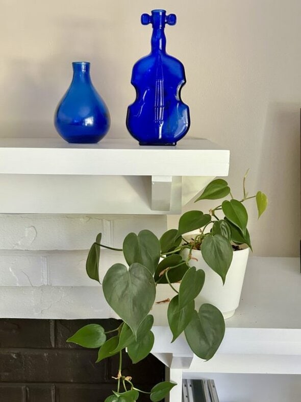 trailing houseplant.