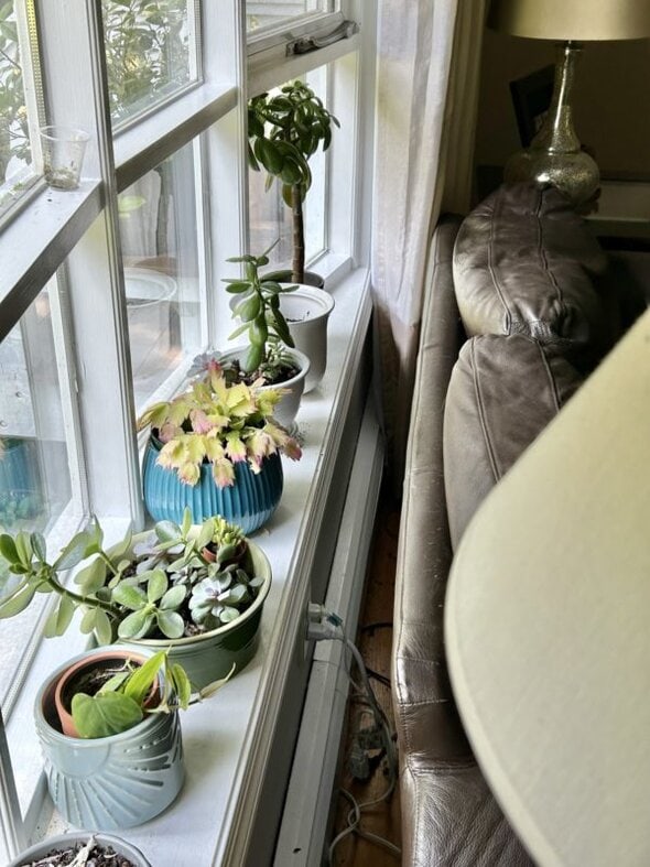 plants in window.