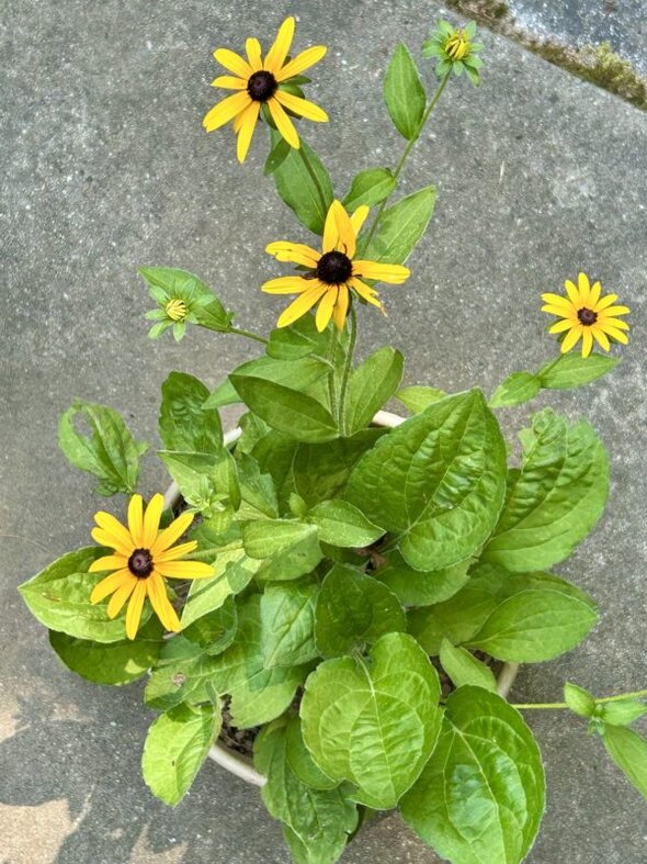 black eyed Susan in pot.