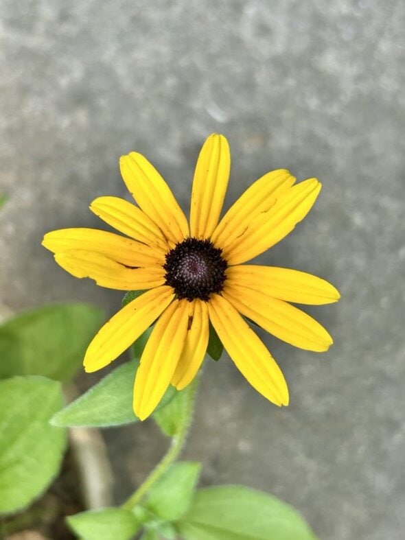 black eyed Susan flower.