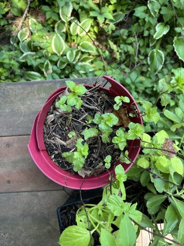 mint plant.