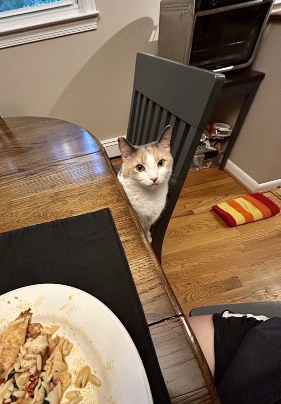 cat sitting in chair.