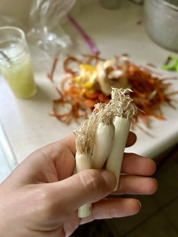 green onion ends.