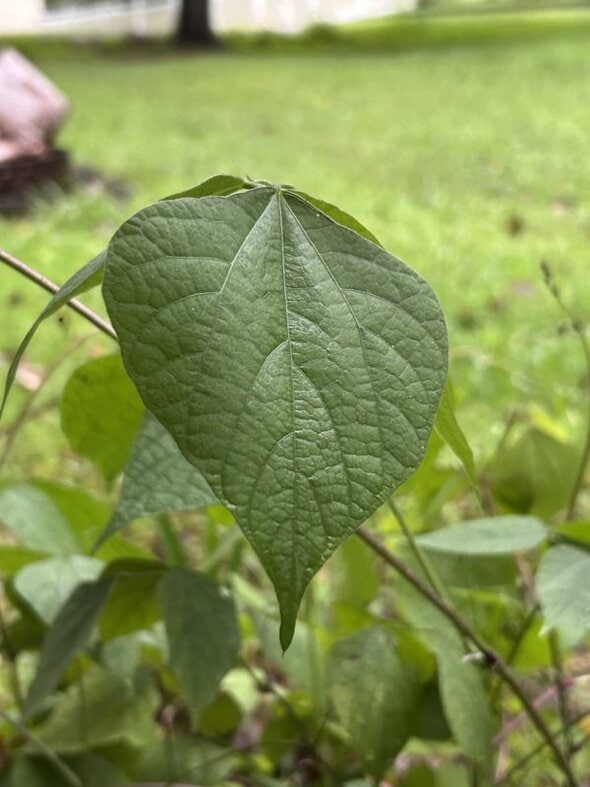 bean leaf.
