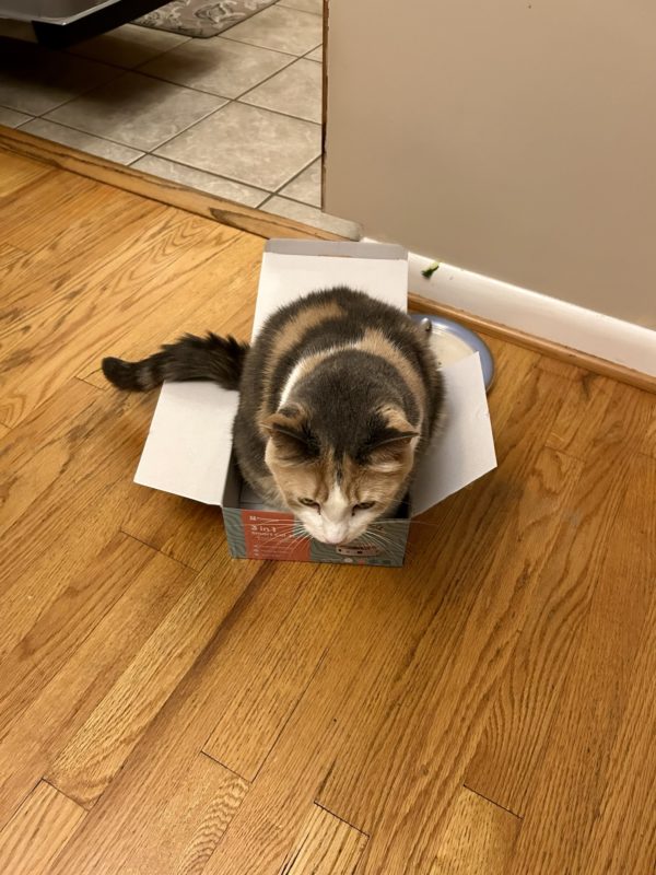 cat sitting in small box.