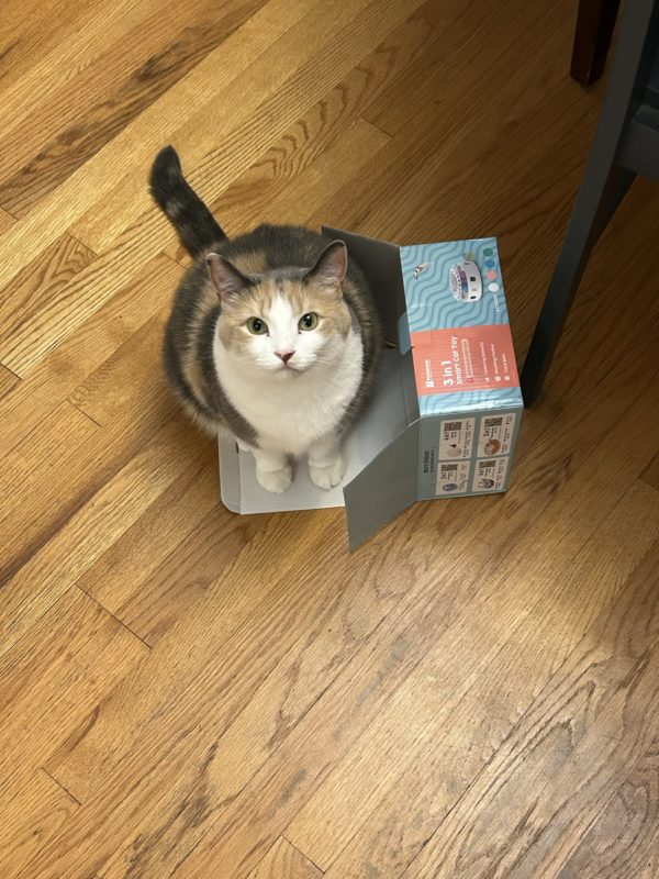 cat on box.