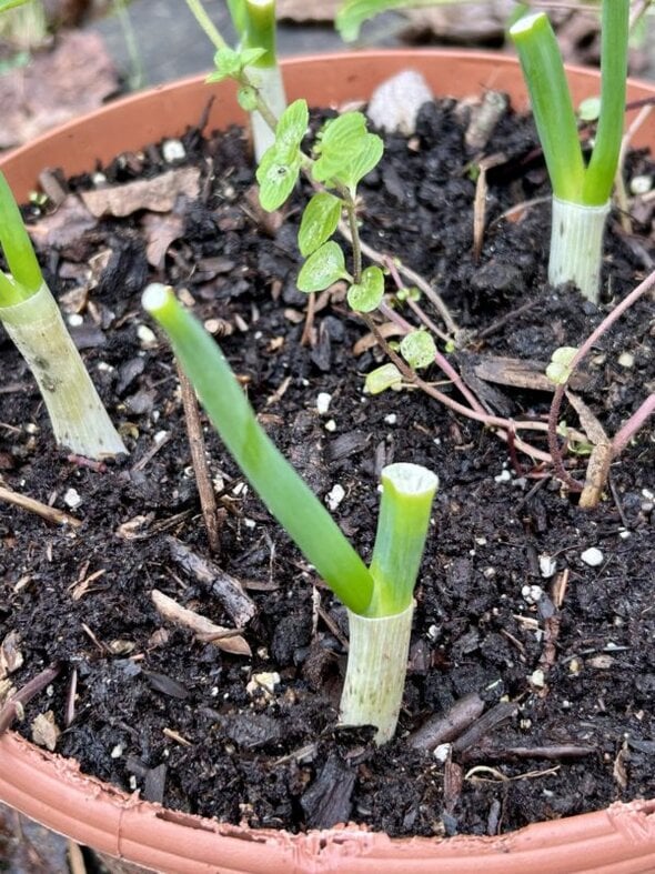 green onions in a pot.