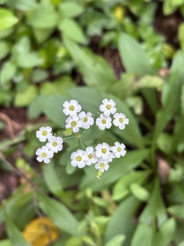 tiny flowers.