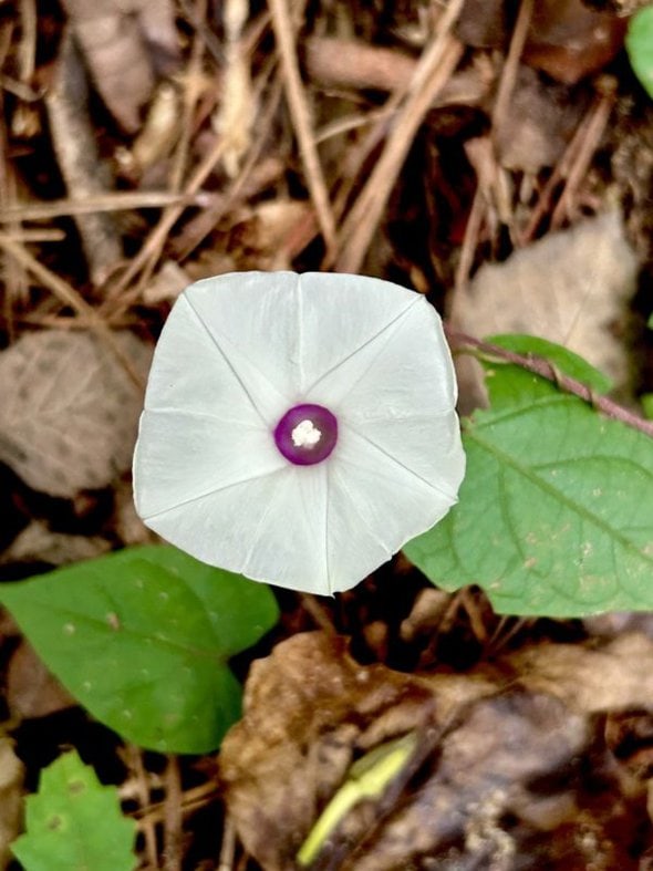 white flower with purple center.