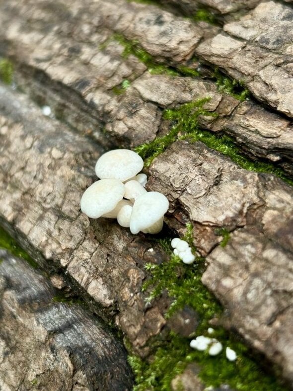 tiny mushrooms.