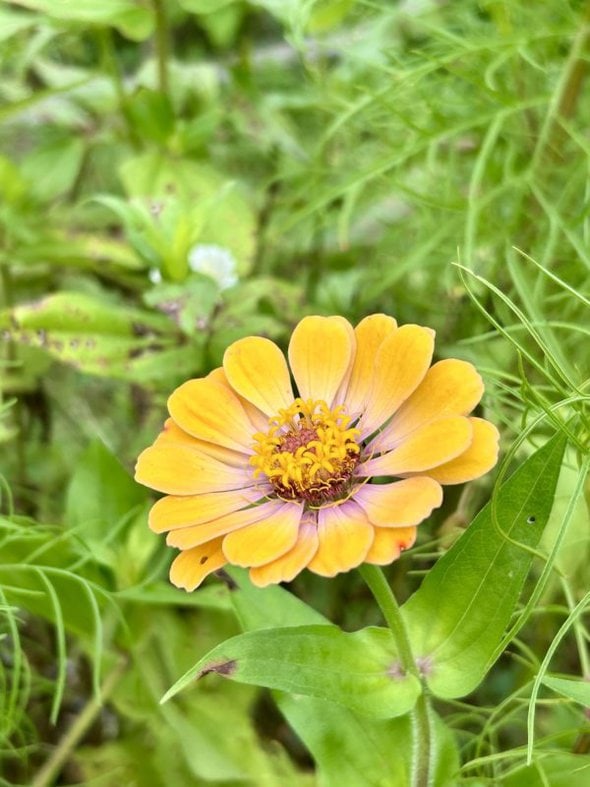 yellow and pink flower.