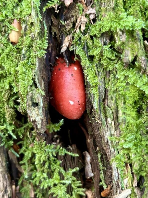 red mushroom