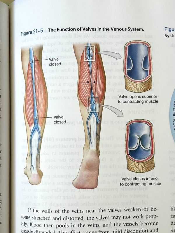 one way valves in veins.