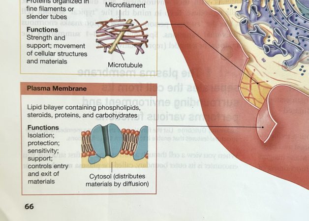 cell membrane.