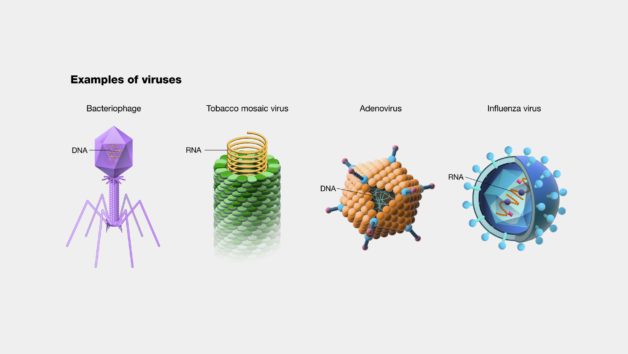 types of viruses.